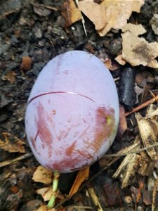 Plum (Prunus domestica)