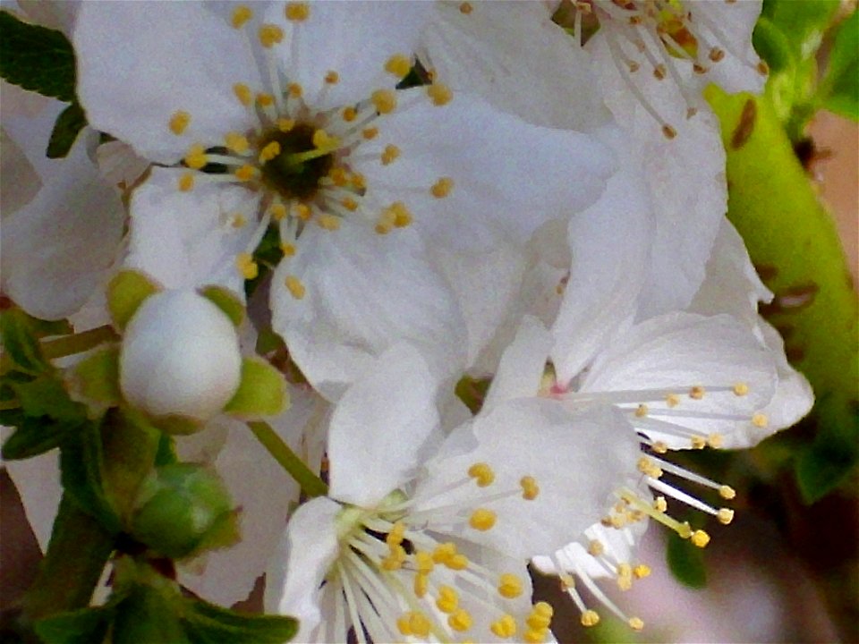 Prunus domestica flowers close up, Dehesa Boyal de Puertollano, Spain