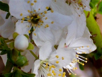 Prunus domestica flowers close up, Dehesa Boyal de Puertollano, Spain