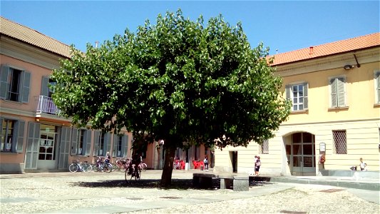 Morus nigra, piazza Matteotti, Cernusco sul Naviglio, 2018
