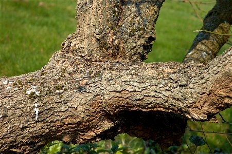 Black Mulberry. Photo taken in Belgium photo