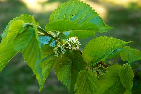 Black Mulberry flowers. Photo taken in Belgium