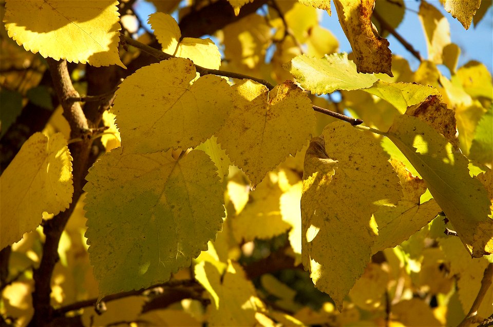 Black Mulberry, yellow leaves in autumn. Photo taken in Belgium
