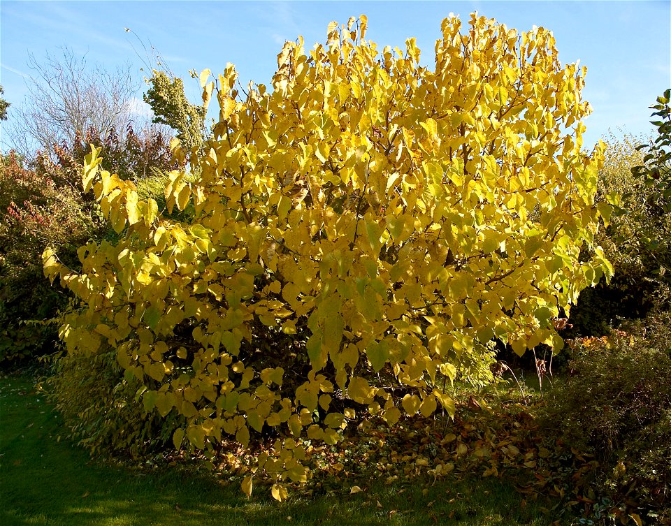Black Mulberry, yellow leaves in autumn. Photo taken in Belgium