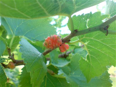 Morus nigra, fotografiert in einem Garten in Dänemark. photo