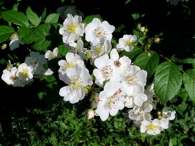 Vielblütige Rose (Rosa multiflora) im Landschaftsschutzgebiet Hockenheimer Rheinbogen