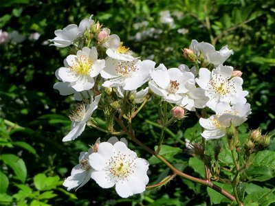 Vielblütige Rose (Rosa multiflora) im Landschaftsschutzgebiet Hockenheimer Rheinbogen