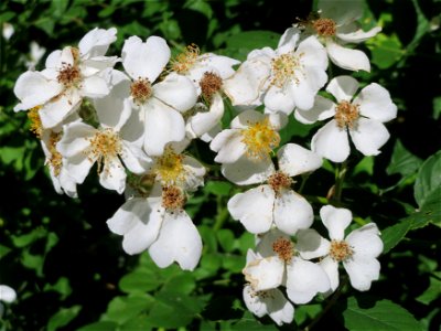 Vielblütige Rose (Rosa multiflora) im Schwetzinger Hardt
