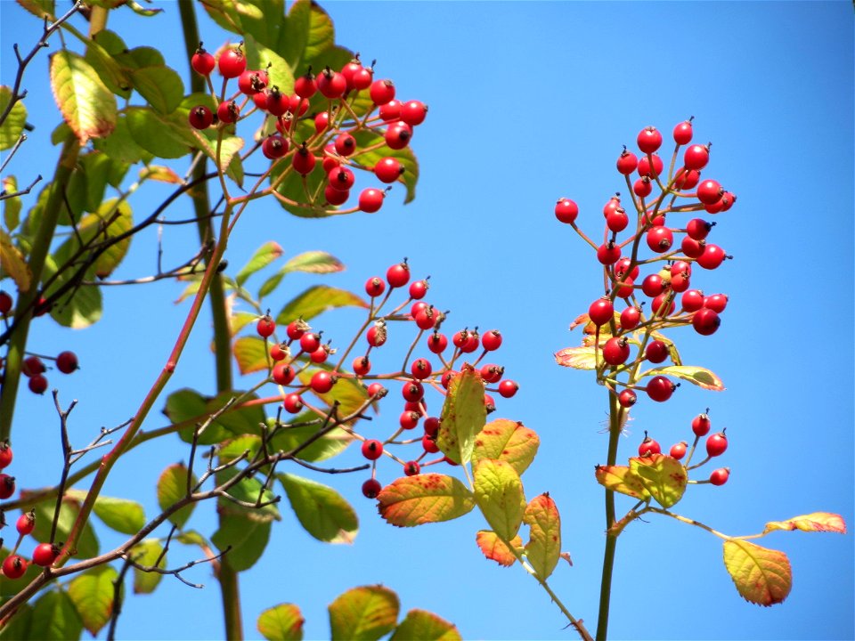 Hagebutten der Vielblütigen Rose (Rosa multiflora) in Hockenheim