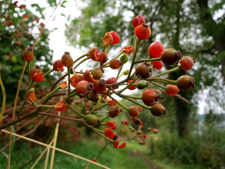 Hagebutten der Büschel-Rose (Rosa multiflora) am Schalkenmehrener Maar
