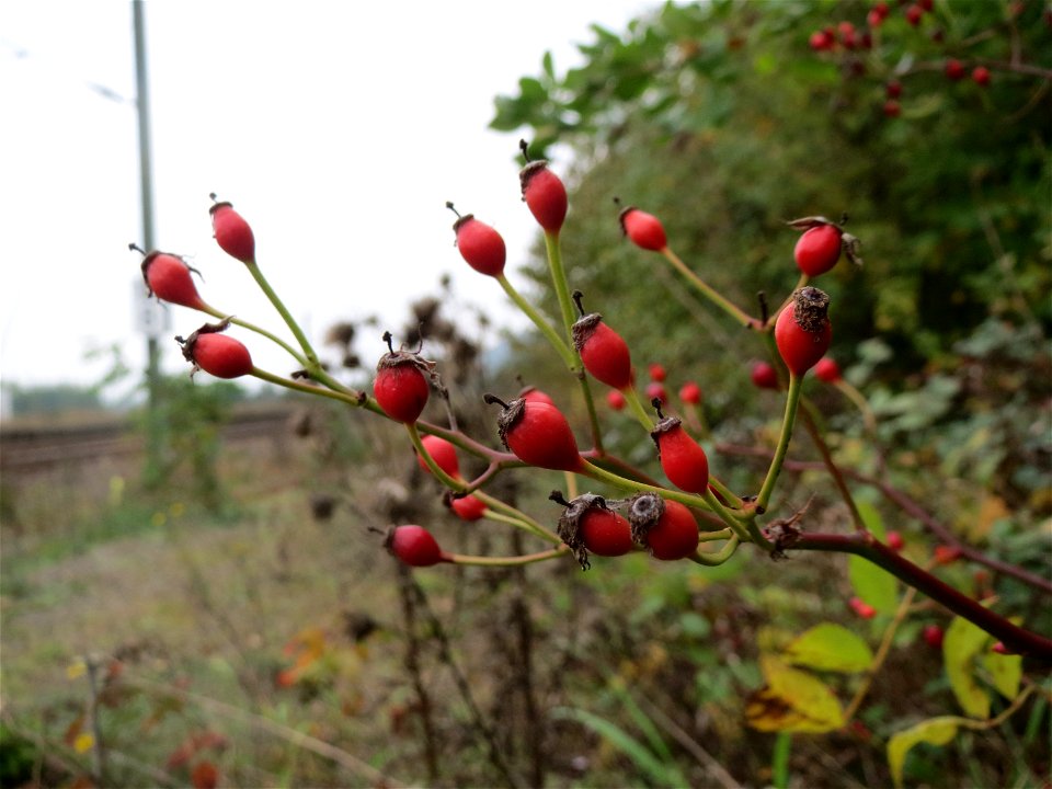 Büschel-Rose (Rosa multiflora) am Bahnhof Bruchmühlbach-Miesau