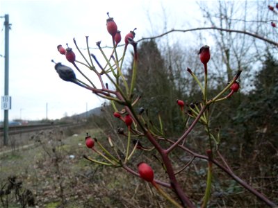 Büschel-Rose (Rosa multiflora) am Bahnhof Bruchmühlbach-Miesau