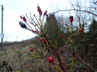 Büschel-Rose (Rosa multiflora) am Bahnhof Bruchmühlbach-Miesau photo