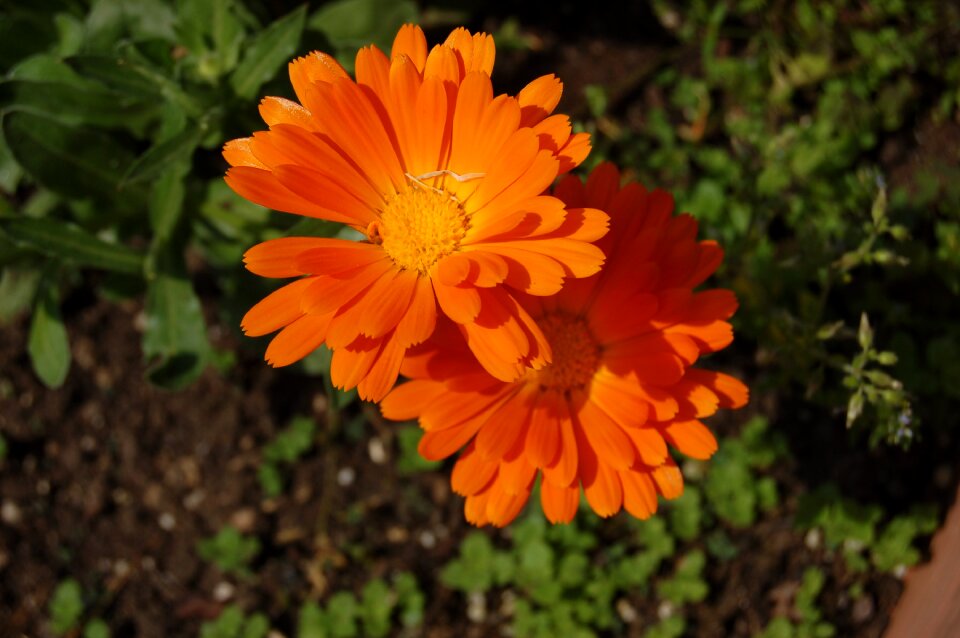 Summer calendula orange flower