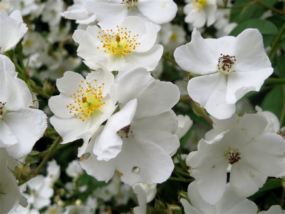 Büschel-Rose (Rosa multiflora) im Schwetzinger Hardt - invasiv entlang der ICE-Strecke Mannheim-Stuttgart