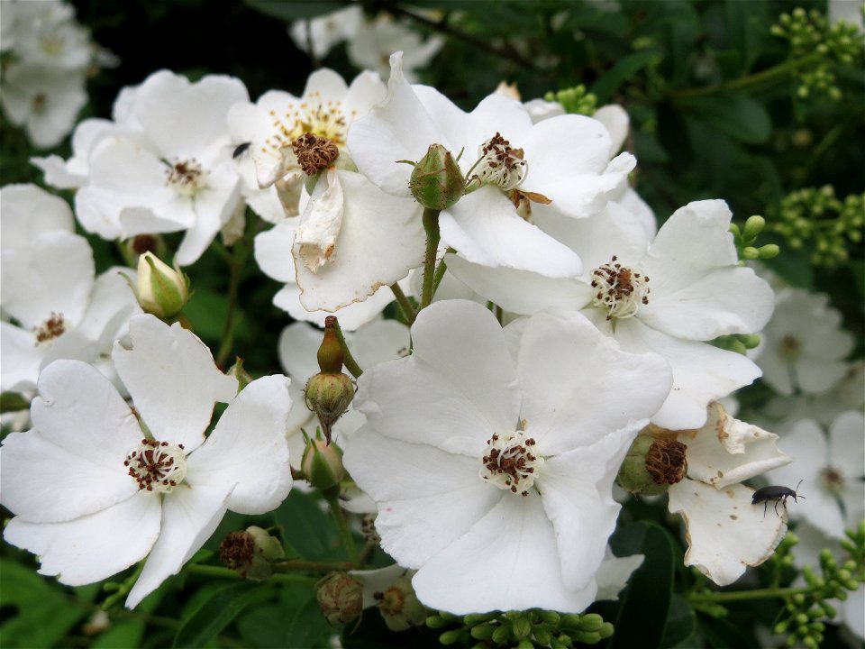 Büschel-Rose (Rosa multiflora) im Schwetzinger Hardt - invasiv entlang der ICE-Strecke Mannheim-Stuttgart