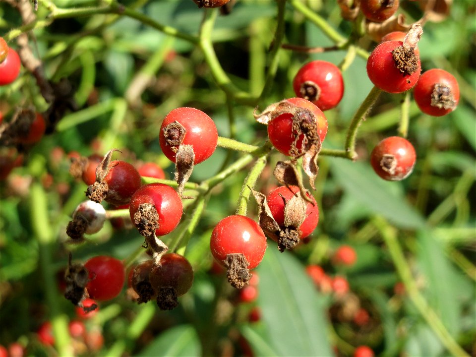 Büschel-Rose (Rosa multiflora) im Schwetzinger Hardt - invasiv entlang der Bahnstrecken Hockenheim - Oftersheim