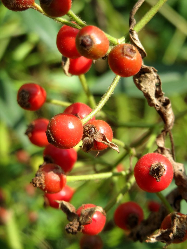 Büschel-Rose (Rosa multiflora) im Schwetzinger Hardt - invasiv entlang der Bahnstrecken Hockenheim - Oftersheim