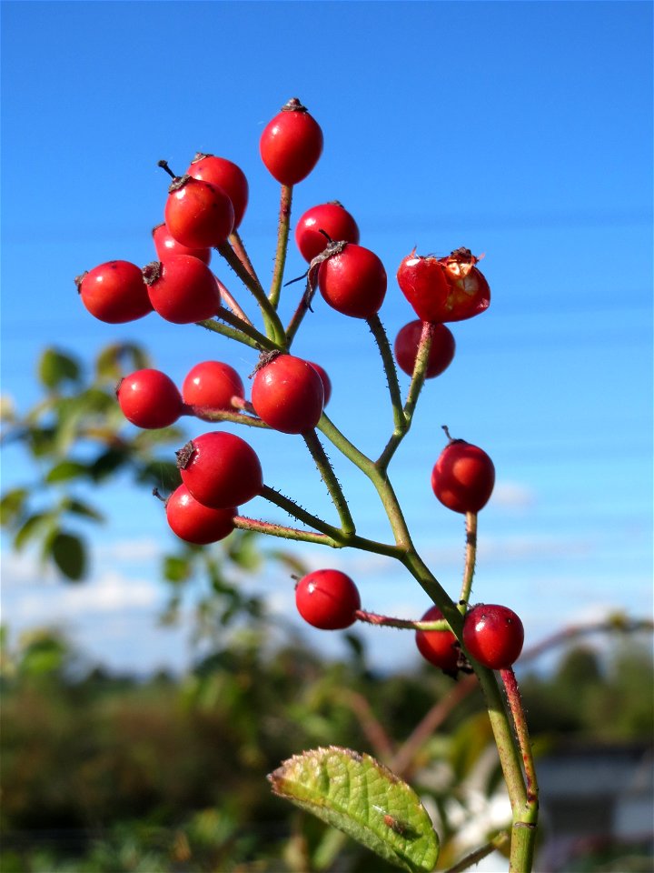 Hagebutten der Büschel-Rose (Rosa multiflora) bei Reilingen - invasiv an der Bahnstrecke Karlsruhe-Mannheim