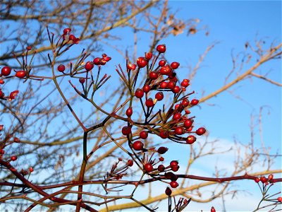 Hagebutten der Büschel-Rose (Rosa multiflora) bei Reilingen - die ursprünglich aus Ost-Asien stammende Rosenart wächst hier invasiv v.a. entlang von Bahnstrecken photo