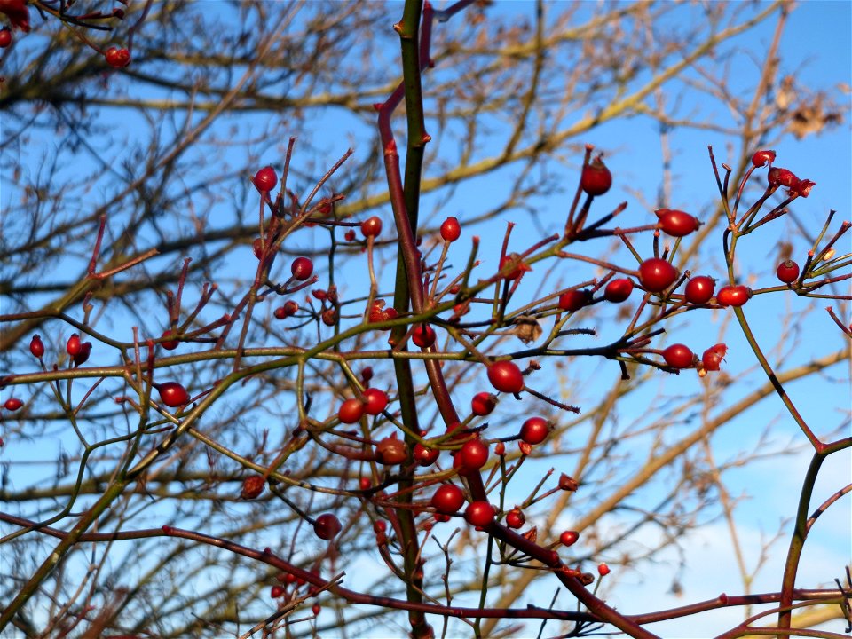 Hagebutten der Büschel-Rose (Rosa multiflora) bei Reilingen - die ursprünglich aus Ost-Asien stammende Rosenart wächst hier invasiv v.a. entlang von Bahnstrecken