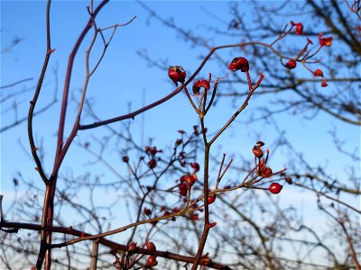 Hagebutten der Büschel-Rose (Rosa multiflora) bei Reilingen - die ursprünglich aus Ost-Asien stammende Rosenart wächst hier invasiv v.a. entlang von Bahnstrecken