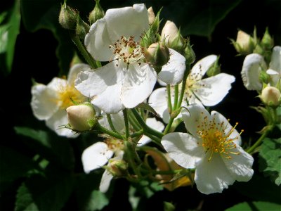 Büschel-Rose (Rosa multiflora) in Saarbrücken photo