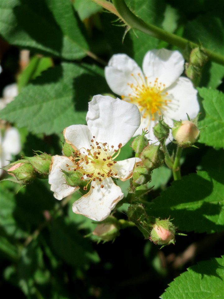 Büschel-Rose (Rosa multiflora) in Saarbrücken photo