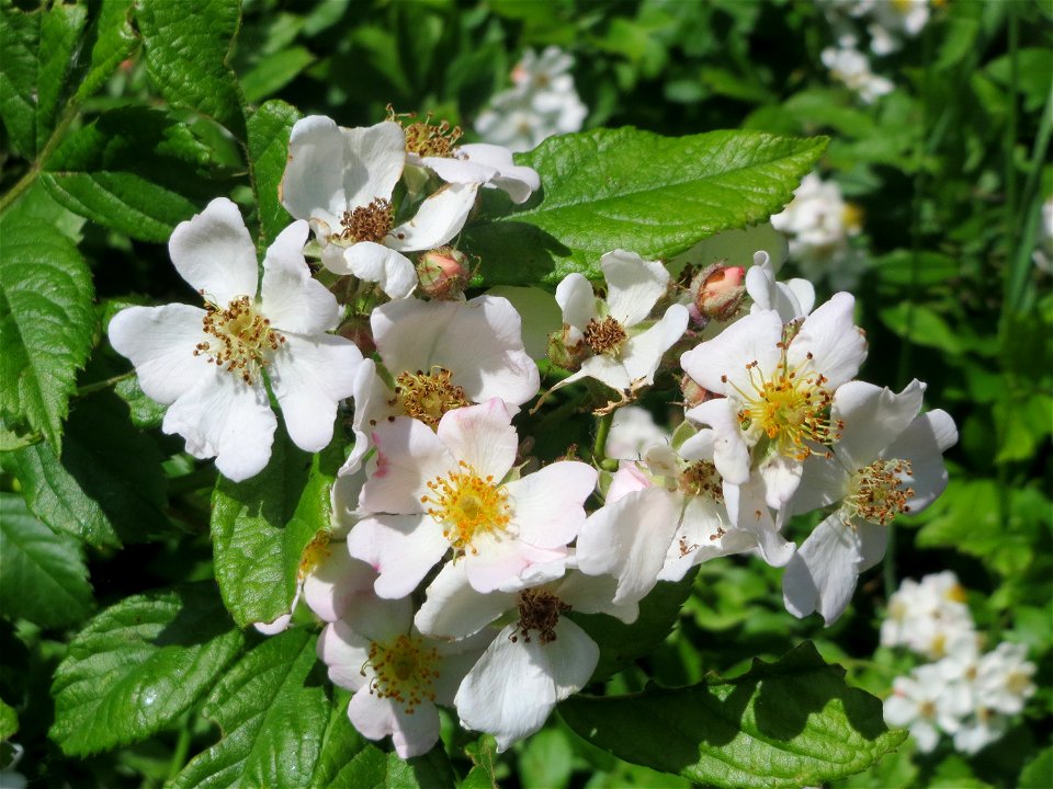 Büschel-Rose (Rosa multiflora) an der Saar in Saarbrücken