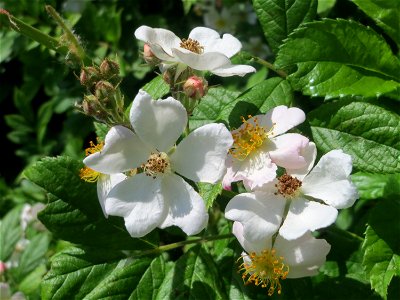 Büschel-Rose (Rosa multiflora) an der Saar in Saarbrücken photo