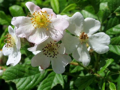 Büschel-Rose (Rosa multiflora) an der Saar in Saarbrücken photo