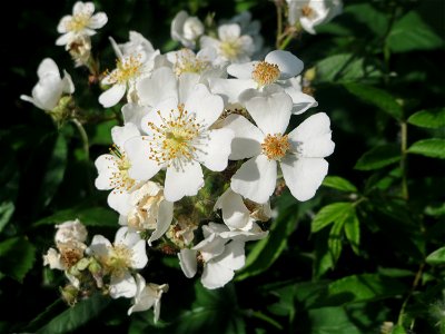 Büschel- oder Vielblütige Rose (Rosa multiflora) in Hockenheim