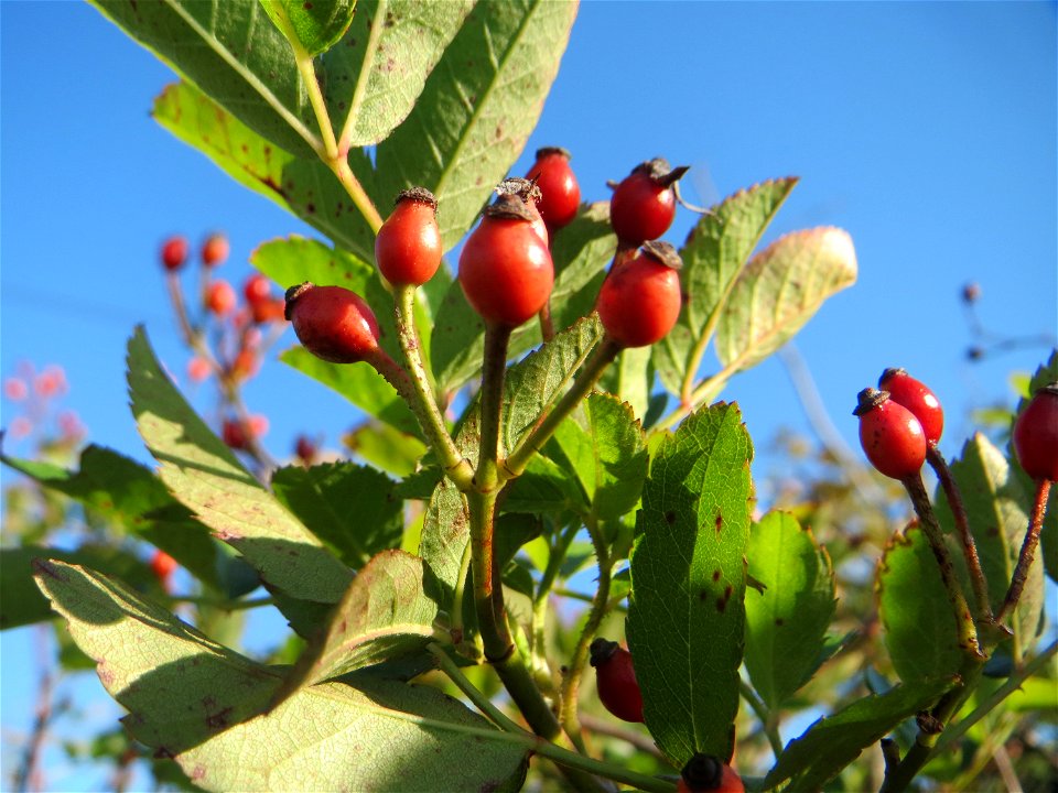 Vielblütige oder Büschel-Rose (Rosa multiflora) bei Neulußheim photo