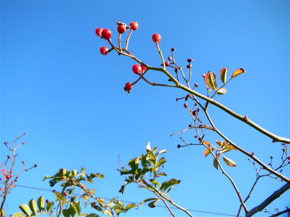 Vielblütige oder Büschel-Rose (Rosa multiflora) bei Neulußheim - eingeschleppt aus Ost-Asien
