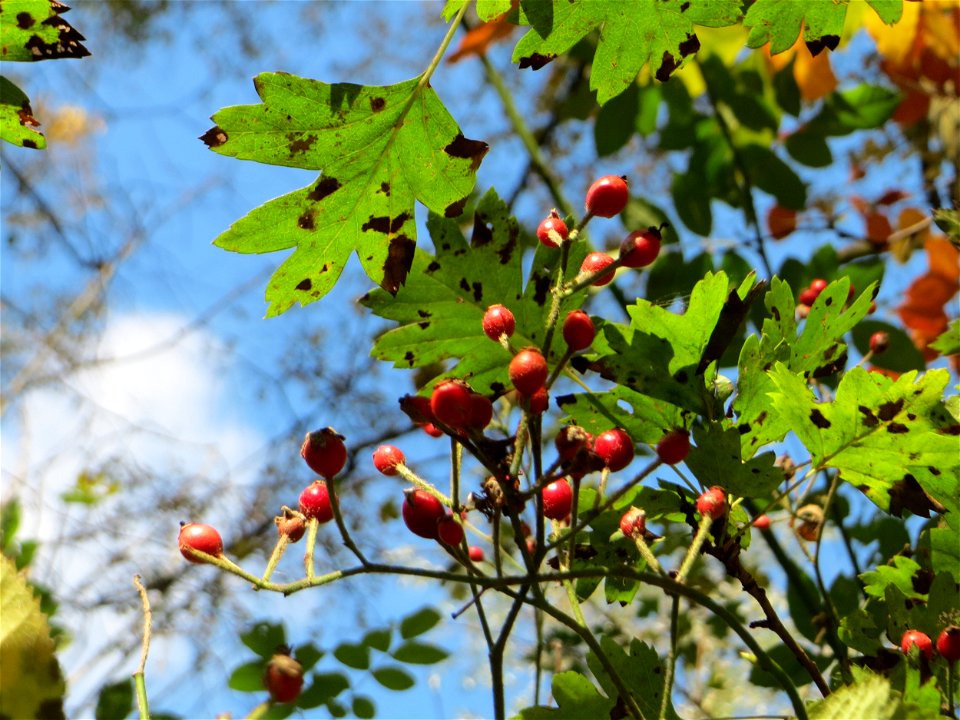 Büschel-Rose (Rosa multiflora) im Naturschutzgebiet „St. Arnualer Wiesen“ - eingeschleppt aus Asien - die Blätter gehören hier nicht zu dieser Rose