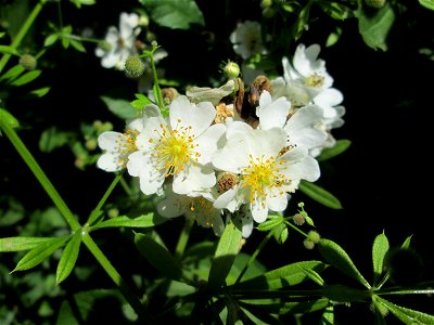 Büschel-Rose (Rosa multiflora) im Naturschutzgebiet „St. Arnualer Wiesen“ - eingeschleppt aus Asien und häufig invasiv in der Nähe von Bahnstrecken