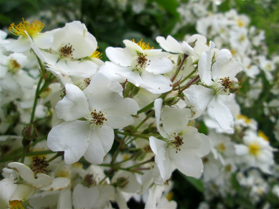 Büschel-Rose (Rosa multiflora) im Bürgerpark Saarbrücken - eingeschleppt aus Asien photo