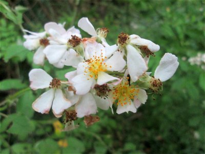 Büschel-Rose (Rosa multiflora) im Naturschutzgebiet „St. Arnualer Wiesen“ - eingeschleppt aus Asien und häufig invasiv in der Nähe von Bahnstrecken