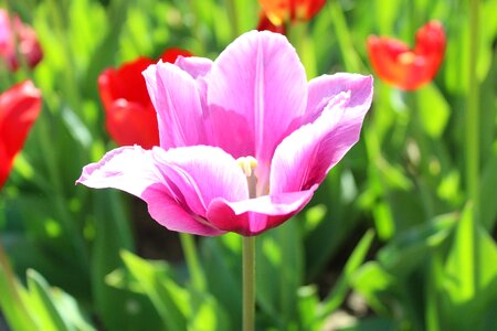 Flowers plant tulips