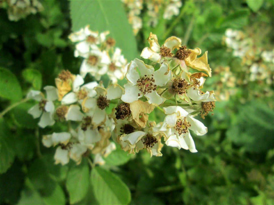 Büschel-Rose (Rosa multiflora) im Naturschutzgebiet „St. Arnualer Wiesen“ - eingeschleppt aus Asien und häufig invasiv in der Nähe von Bahnstrecken photo