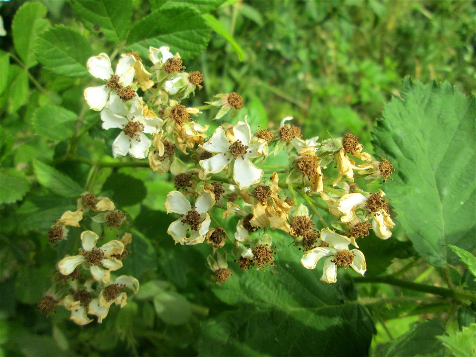 Büschel-Rose (Rosa multiflora) im Naturschutzgebiet „St. Arnualer Wiesen“ - eingeschleppt aus Asien und häufig invasiv in der Nähe von Bahnstrecken