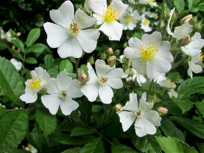 Büschel-Rose (Rosa multiflora) im Naturschutzgebiet „St. Arnualer Wiesen“ - eingeschleppt aus Asien und häufig invasiv in der Nähe von Bahnstrecken