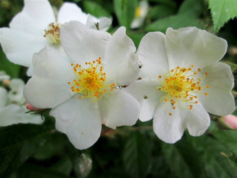 Büschel-Rose (Rosa multiflora) im Naturschutzgebiet „St. Arnualer Wiesen“ - eingeschleppt aus Asien und häufig invasiv in der Nähe von Bahnstrecken