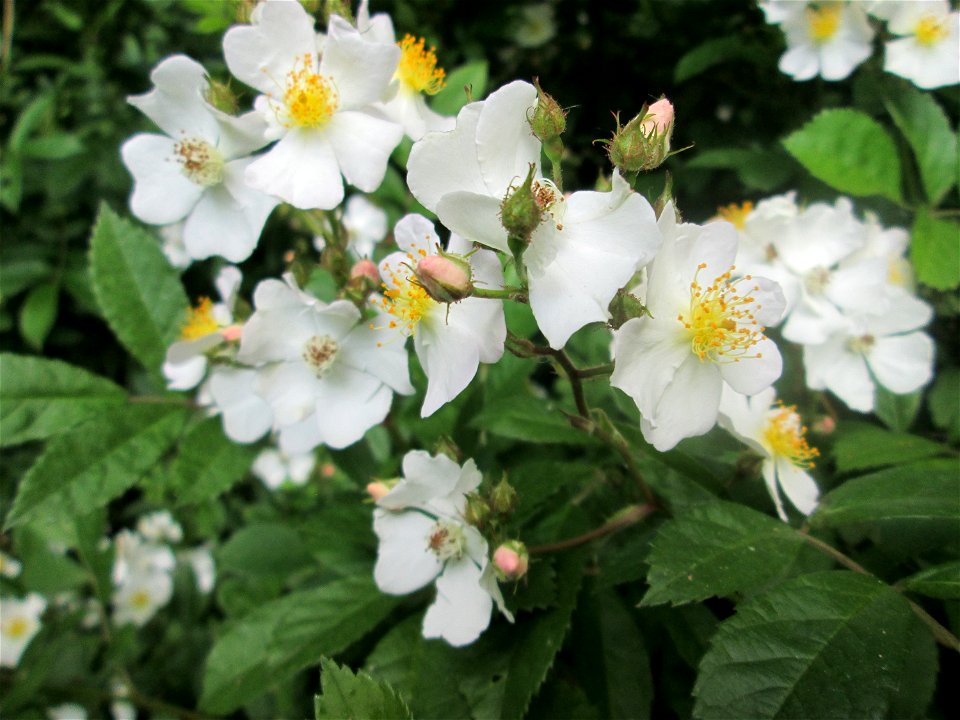 Büschel-Rose (Rosa multiflora) im Naturschutzgebiet „St. Arnualer Wiesen“ - eingeschleppt aus Asien und häufig invasiv in der Nähe von Bahnstrecken photo