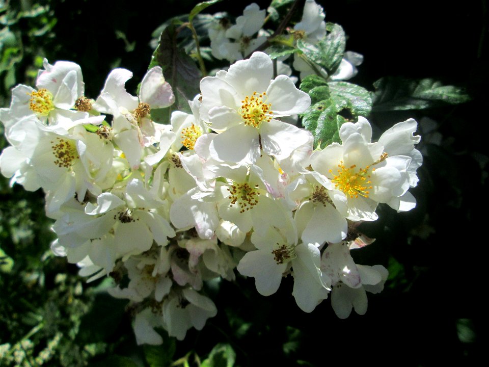 Büschel-Rose (Rosa multiflora) im Bürgerpark Saarbrücken - eingeschleppt aus Asien