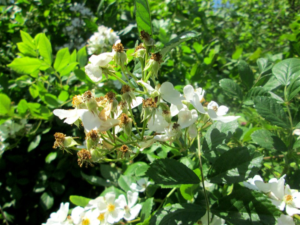 Büschel-Rose (Rosa multiflora) im Bürgerpark Saarbrücken - eingeschleppt aus Asien
