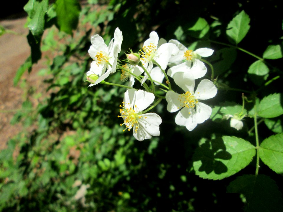 Büschel-Rose (Rosa multiflora) am Markusbrunnen im Landschaftsschutzgebiet „Wisch- und Wogbachtal“ bei Fechingen