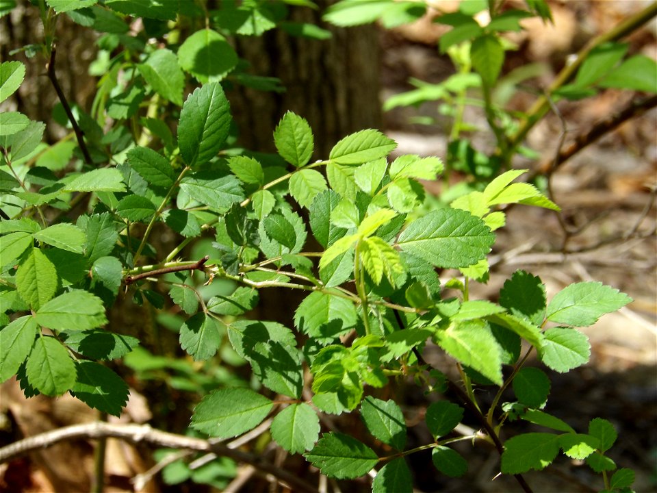 Foliage of Rosa multiflora photo