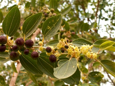 Ziziphus spinachristi flower and tree photographed in the Arava area in Israel.