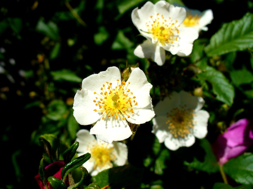 I am the originator of this photo. I hold the copyright. I release it to the public domain. This photo depicts flowers.